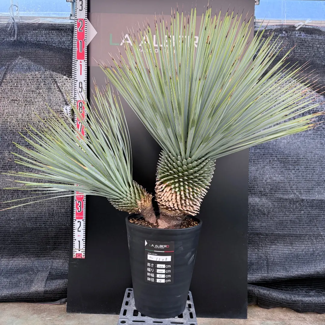 2026年最新】ユッカロストラータ ダブルヘッドの人気アイテム - メルカリ