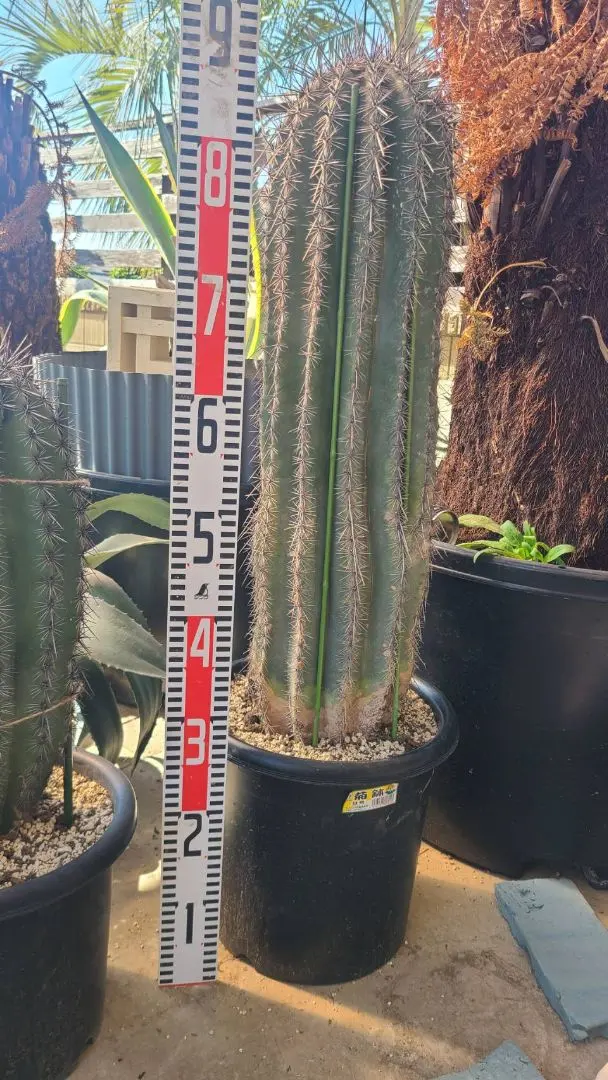 2026年最新】弁慶柱の人気アイテム - メルカリ