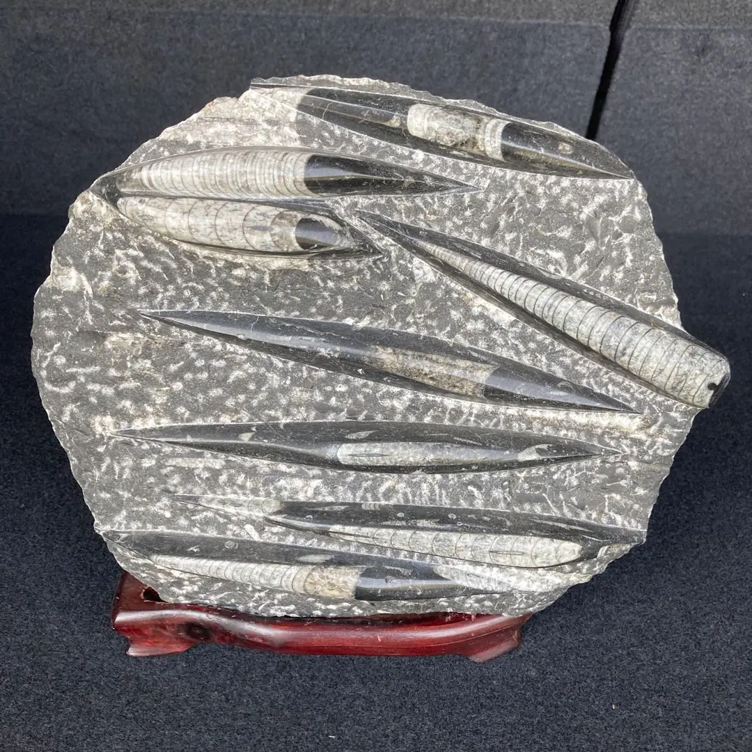 2026年最新】オルソセラスの人気アイテム - メルカリ