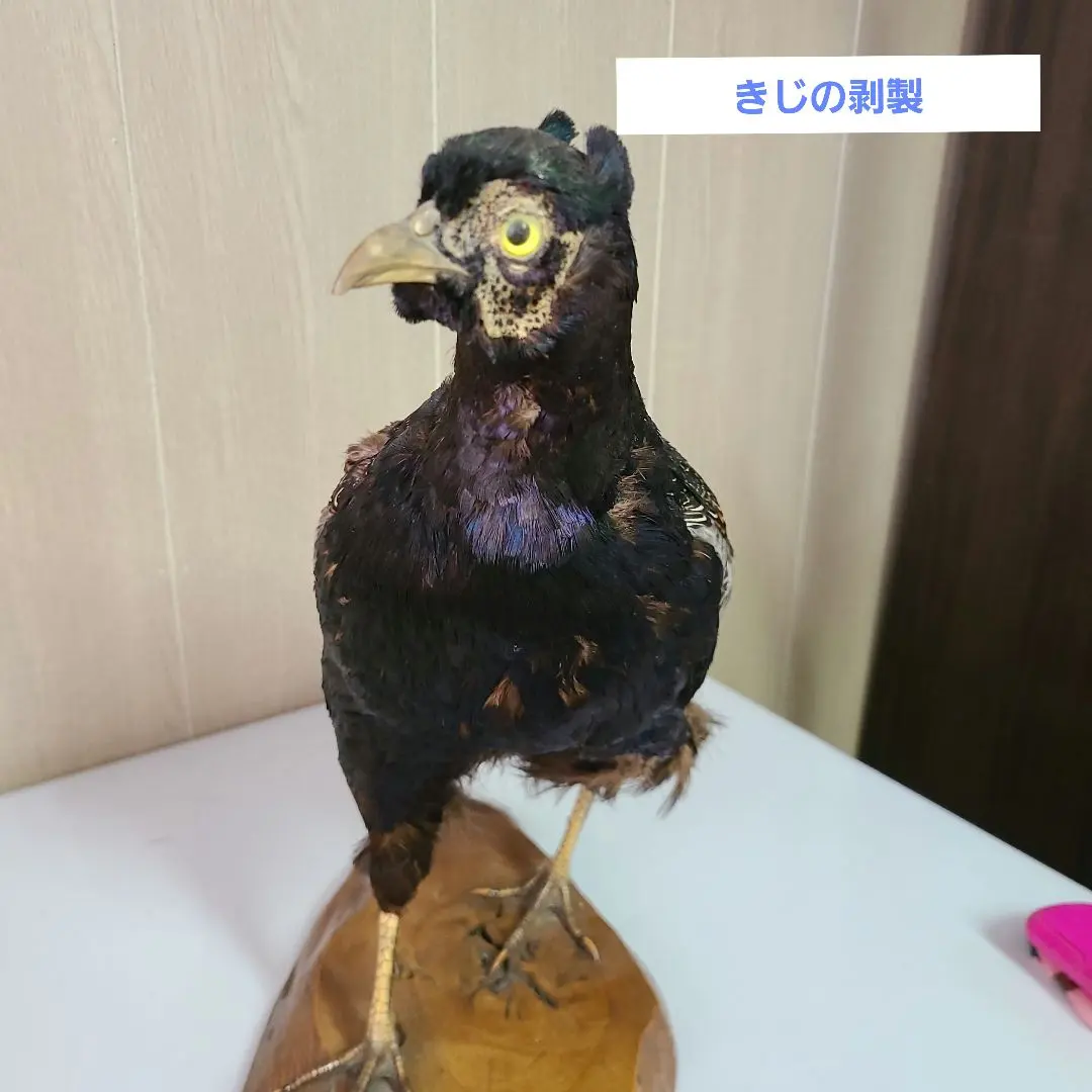 2026年最新】鳥剥製の人気アイテム - メルカリ