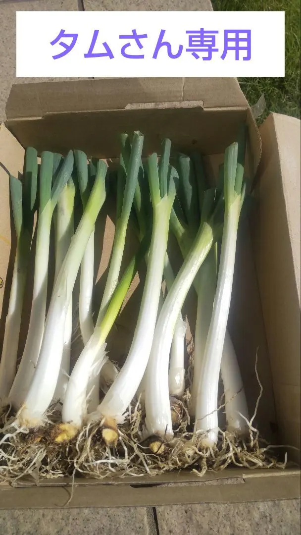 2026年最新】ネギ坊主しらずの人気アイテム - メルカリ