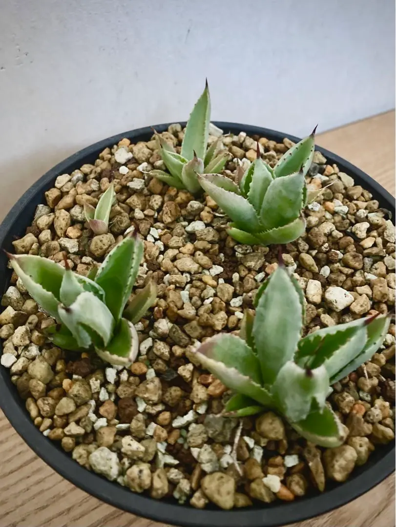 2026年最新】アガベ ポタトラム キュービックの人気アイテム - メルカリ