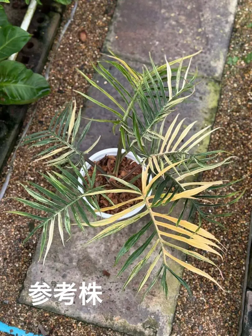 2026年最新】フィロデンドロン トータムの人気アイテム - メルカリ