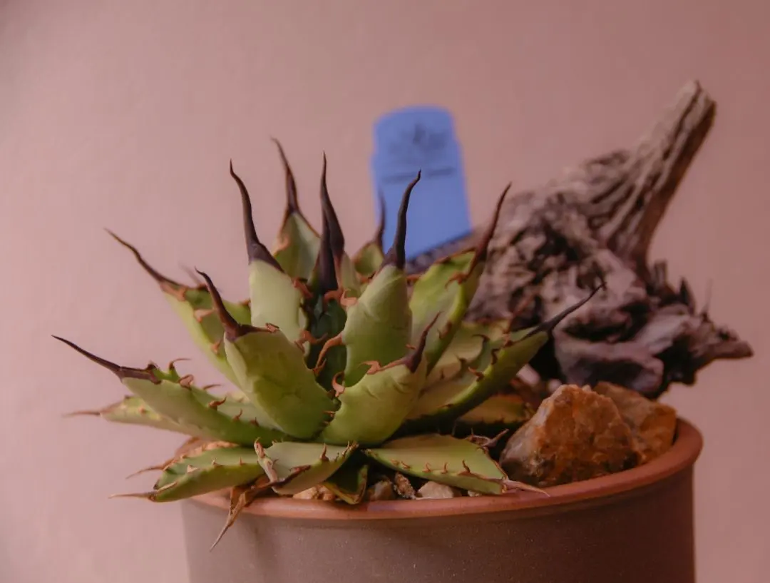 2026年最新】アガベ ハイブリッド ネバデンシス×bbの人気アイテム