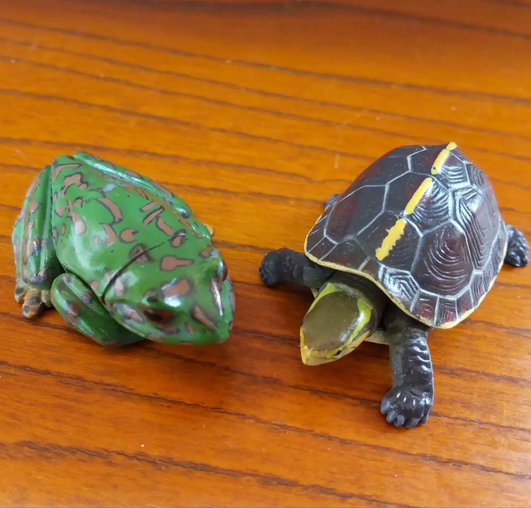 2026年最新】ヤエヤマセマルハコガメの人気アイテム - メルカリ