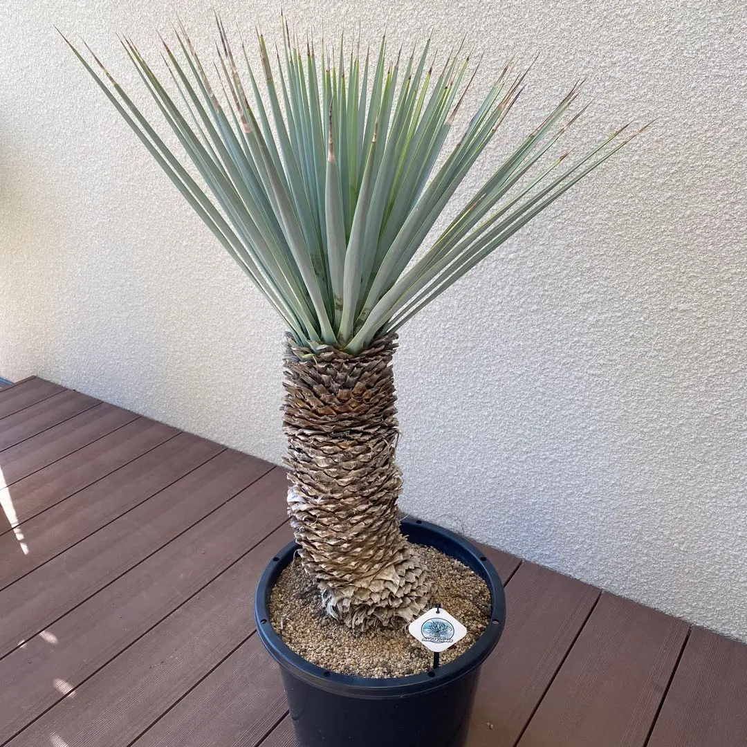 2026年最新】マルデヌベスの人気アイテム - メルカリ