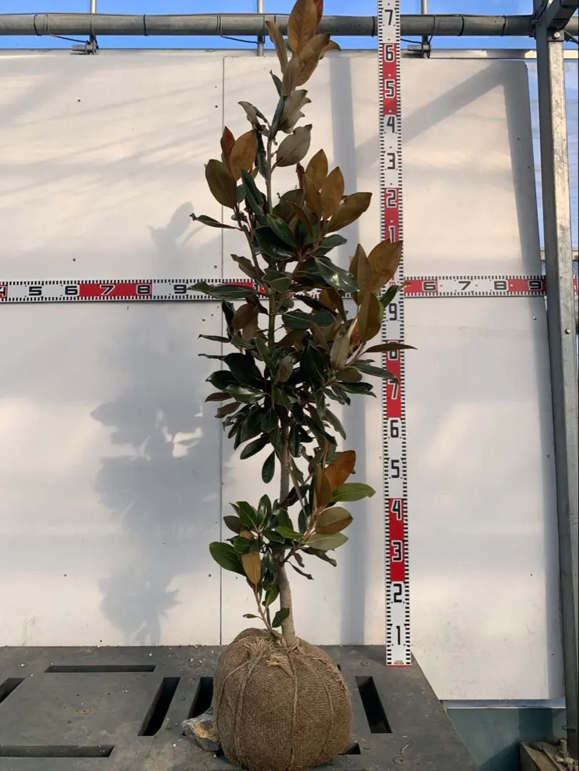 2026年最新】リトルジェム タイサンボクの人気アイテム - メルカリ