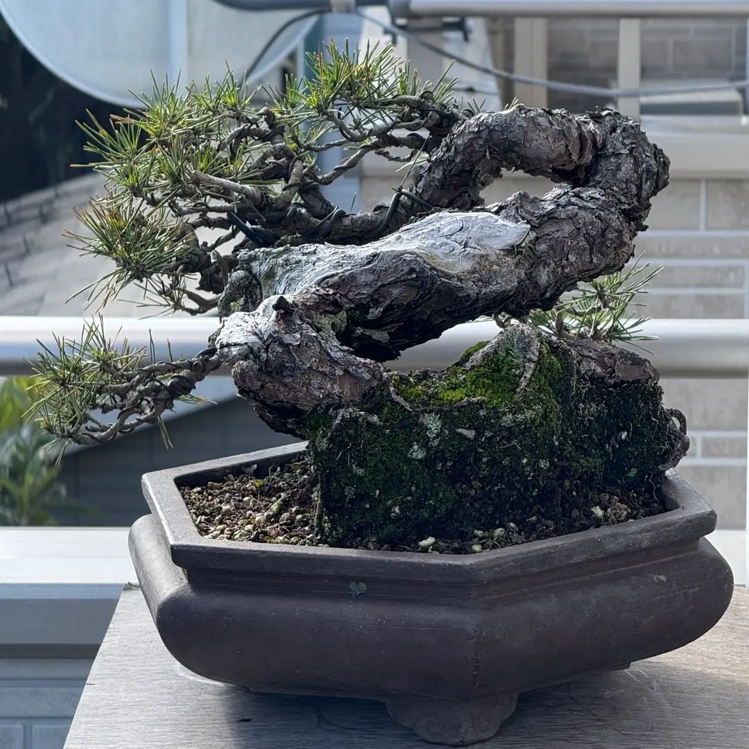 2026年最新】真柏 山採りの人気アイテム - メルカリ