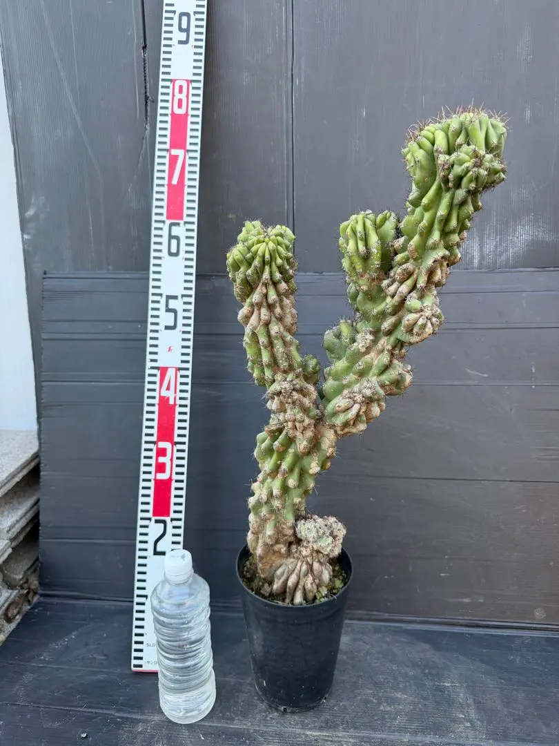 2026年最新】岩石獅子の人気アイテム - メルカリ