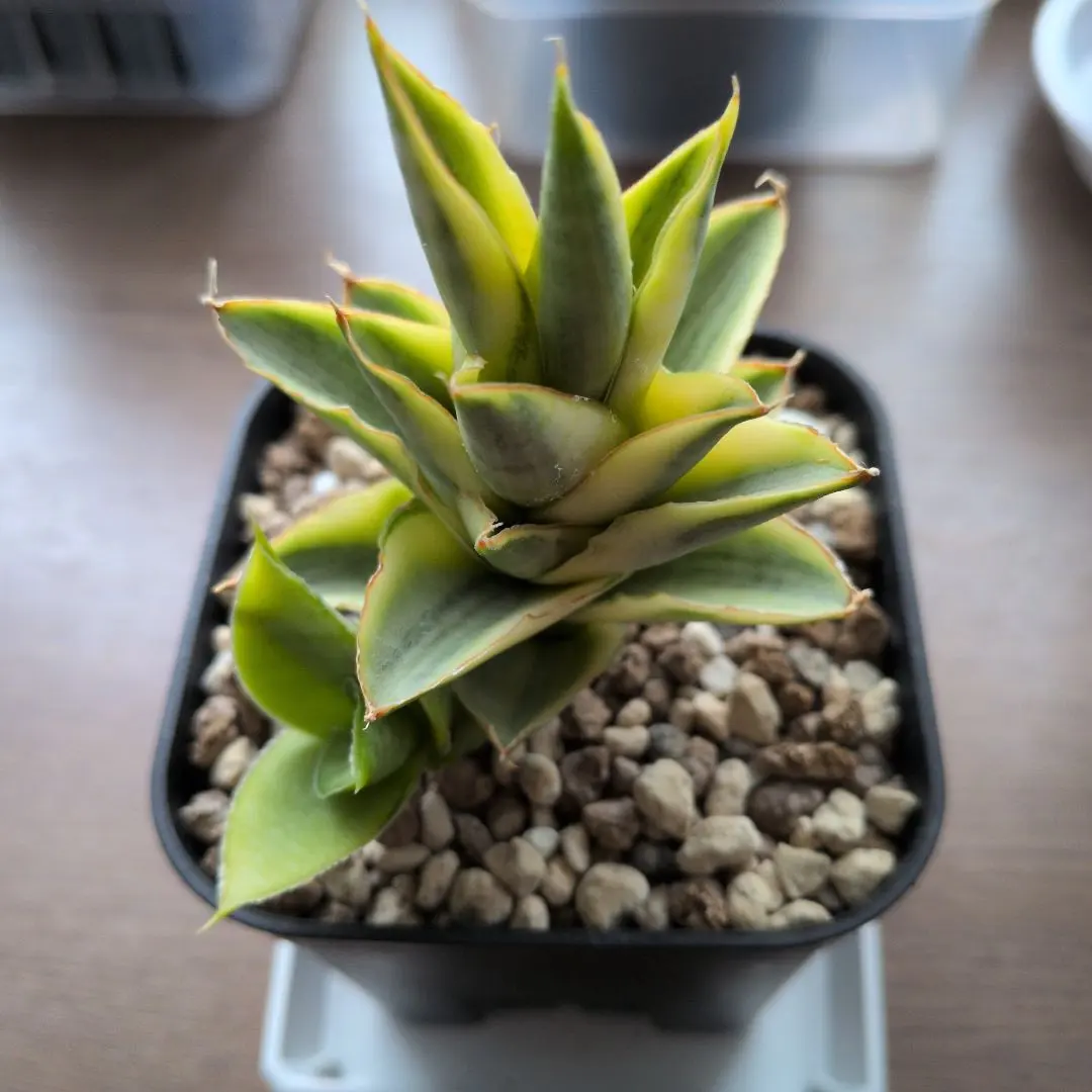 2026年最新】パゴダ錦の人気アイテム - メルカリ