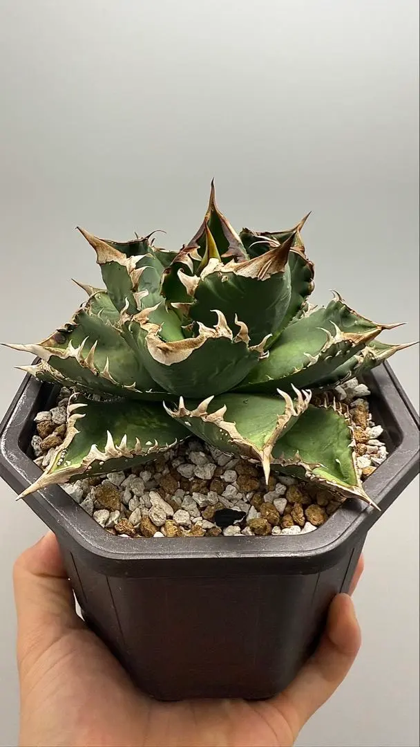 2026年最新】シエラミクスティカの人気アイテム - メルカリ