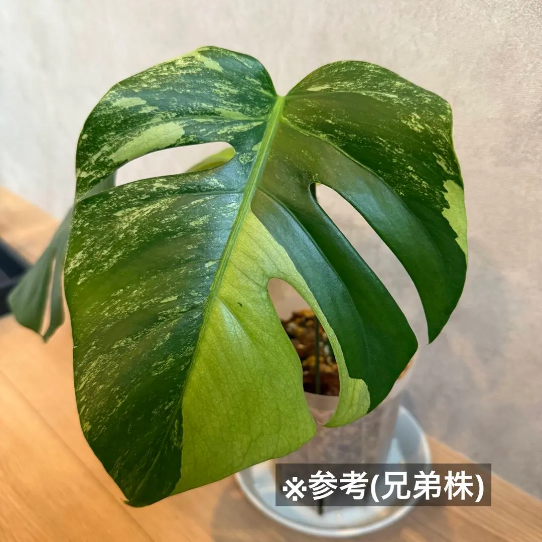 2026年最新】セブブルーミントの人気アイテム - メルカリ