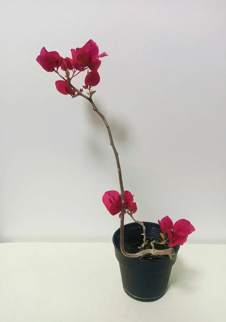 2026年最新】ブーゲンビレア苗木の人気アイテム - メルカリ