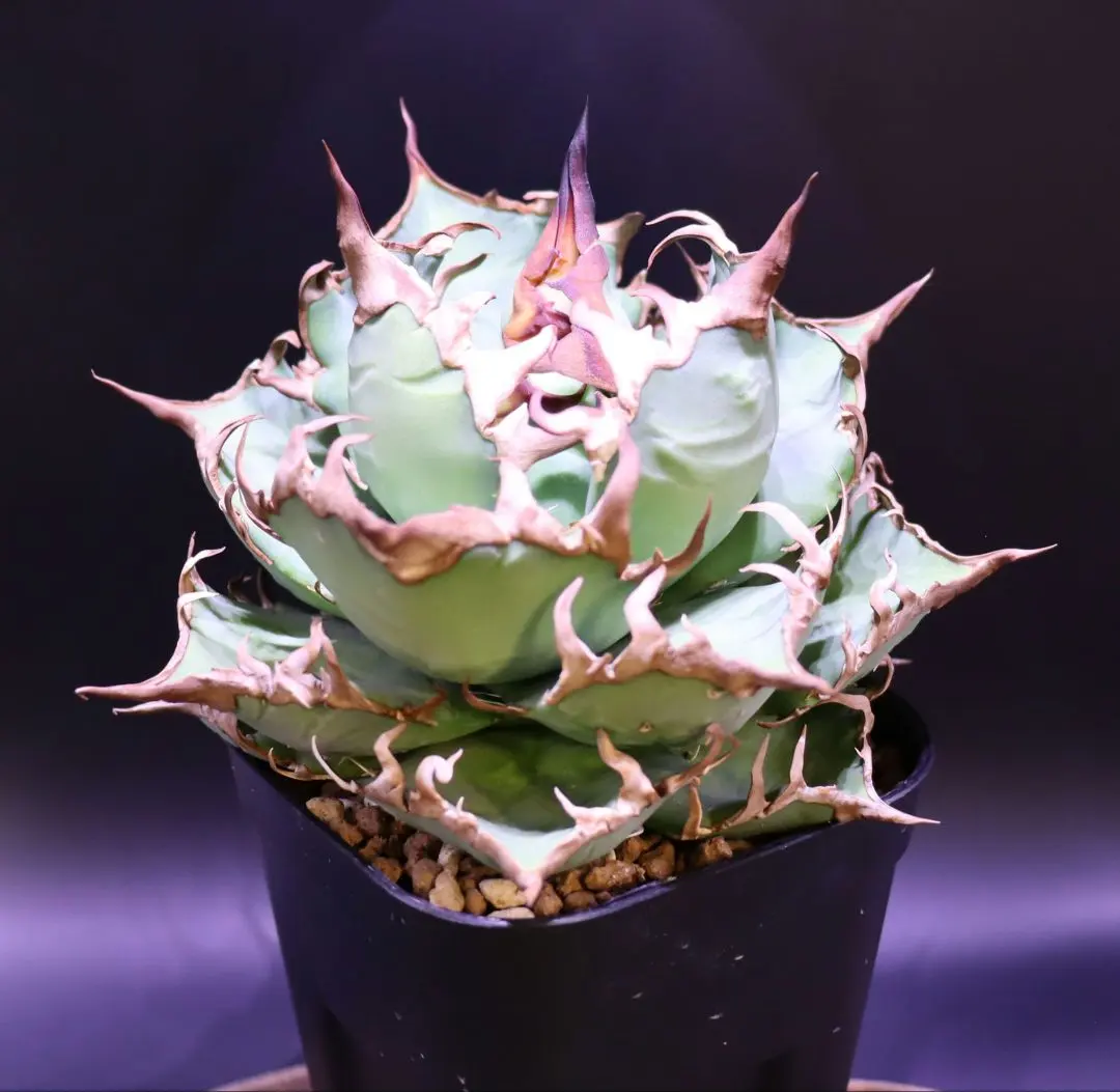 2026年最新】シチリア アガベの人気アイテム - メルカリ