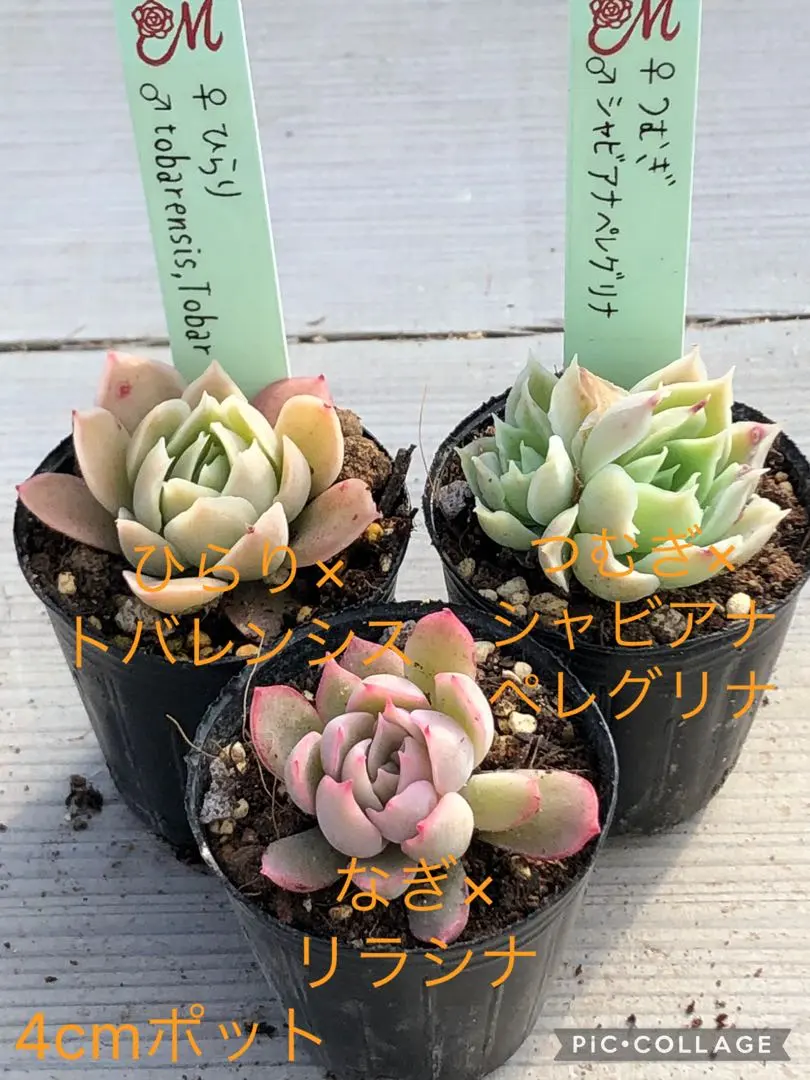 2026年最新】miyaさん苗 ひなのの人気アイテム - メルカリ