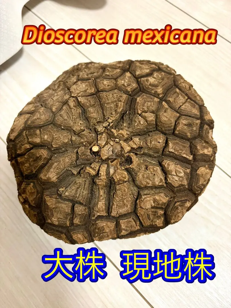 2026年最新】亀甲竜 現地球の人気アイテム - メルカリ