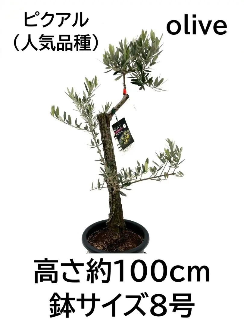 2026年最新】オリーブの木 ピクアルの人気アイテム - メルカリ