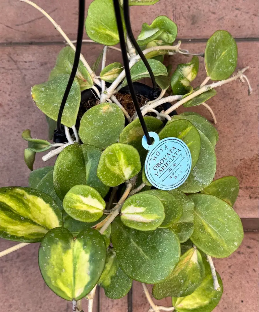 m80295611712_1.jpg?1771805570