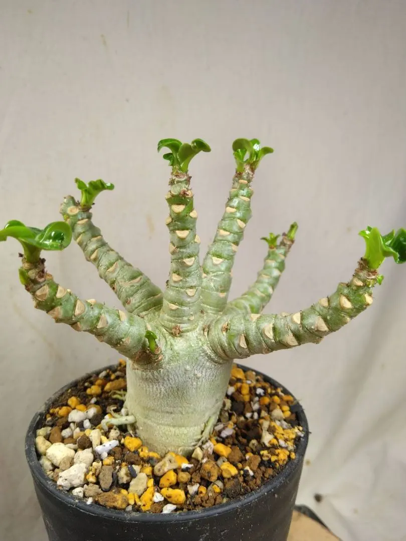 2026年最新】アデニウム 獅子葉 ドーセットホーンの人気アイテム