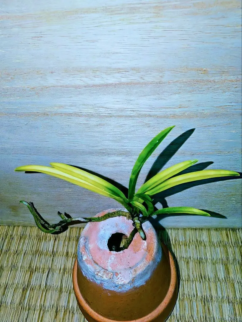 2026年最新】富貴蘭 本の人気アイテム - メルカリ