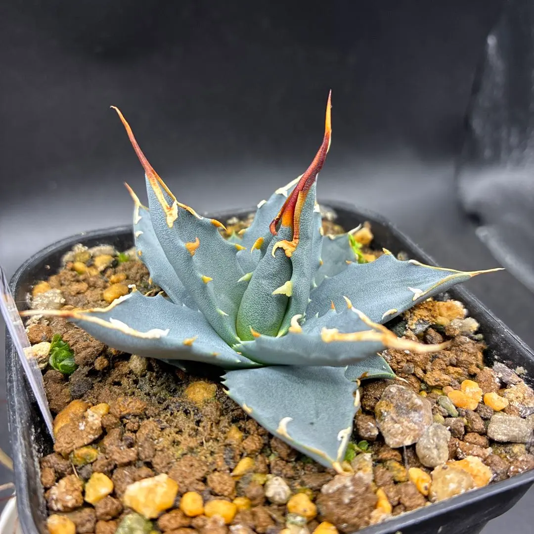 2026年最新】エボリスピナ コークスクリューの人気アイテム - メルカリ