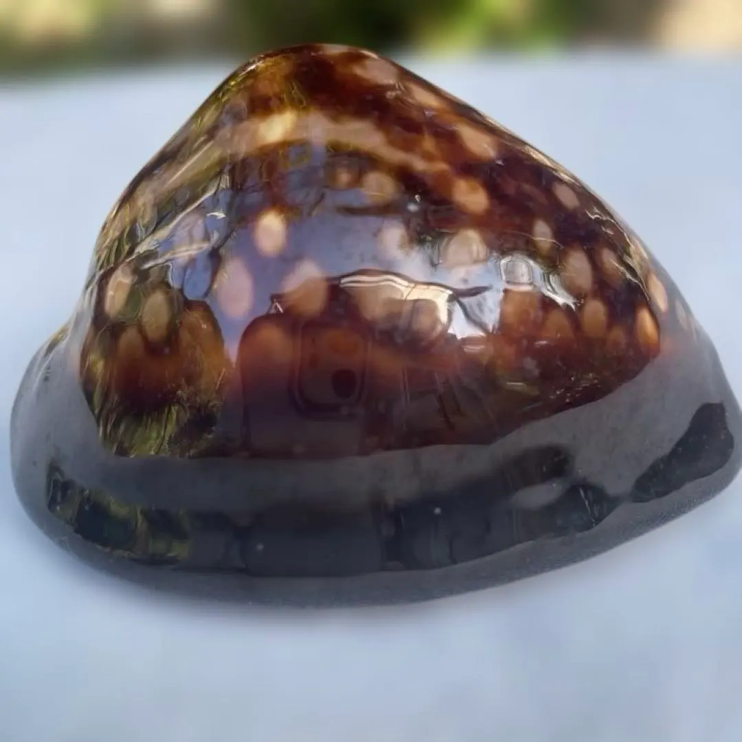 2026年最新】ハチジョウダカラの人気アイテム - メルカリ