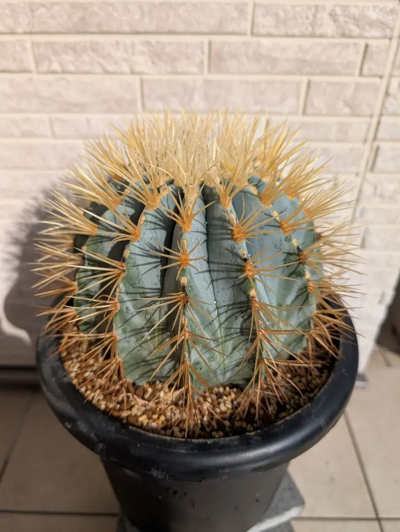 2026年最新】フェロカクタス 王冠竜の人気アイテム - メルカリ