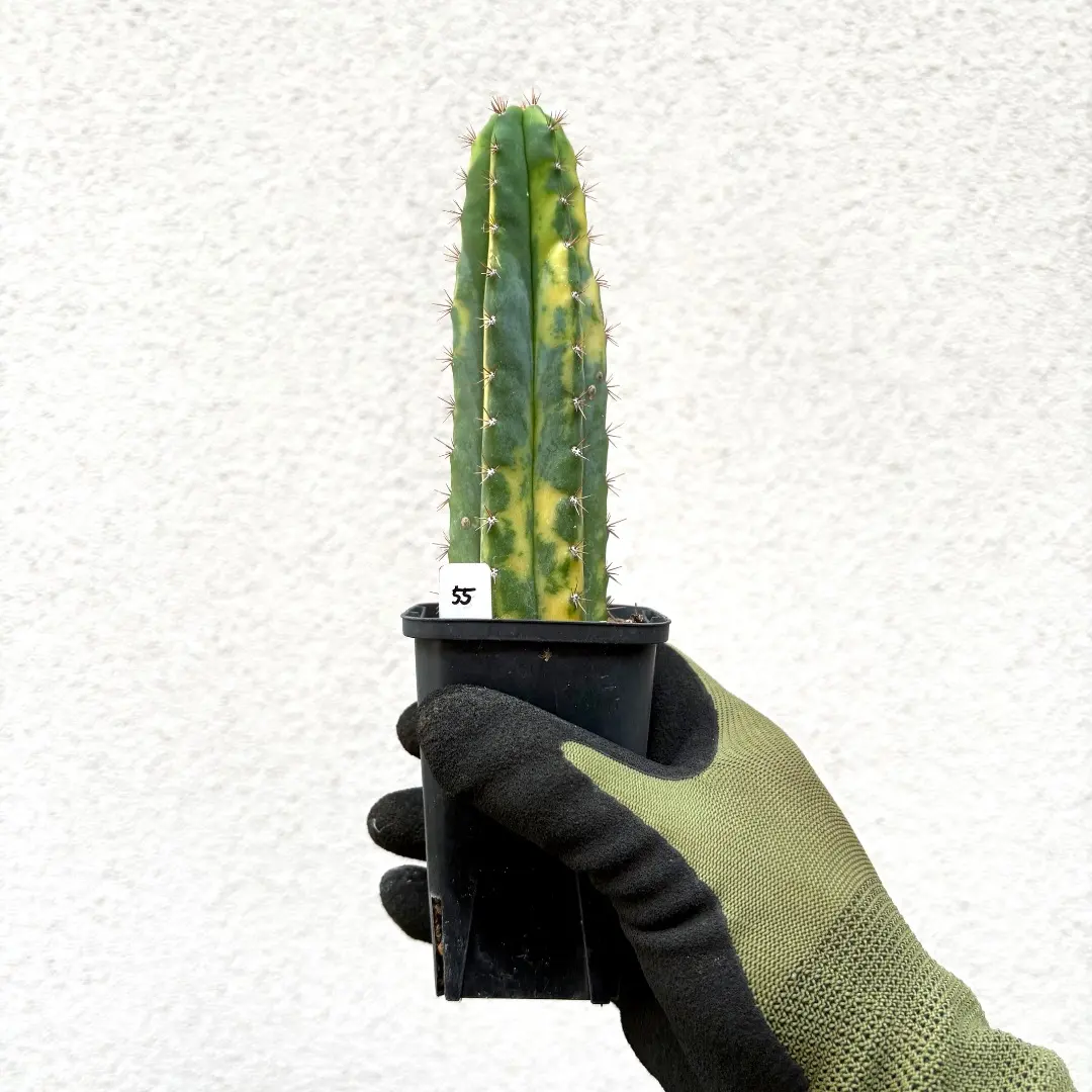 m82897363382_1.jpg?1757987200