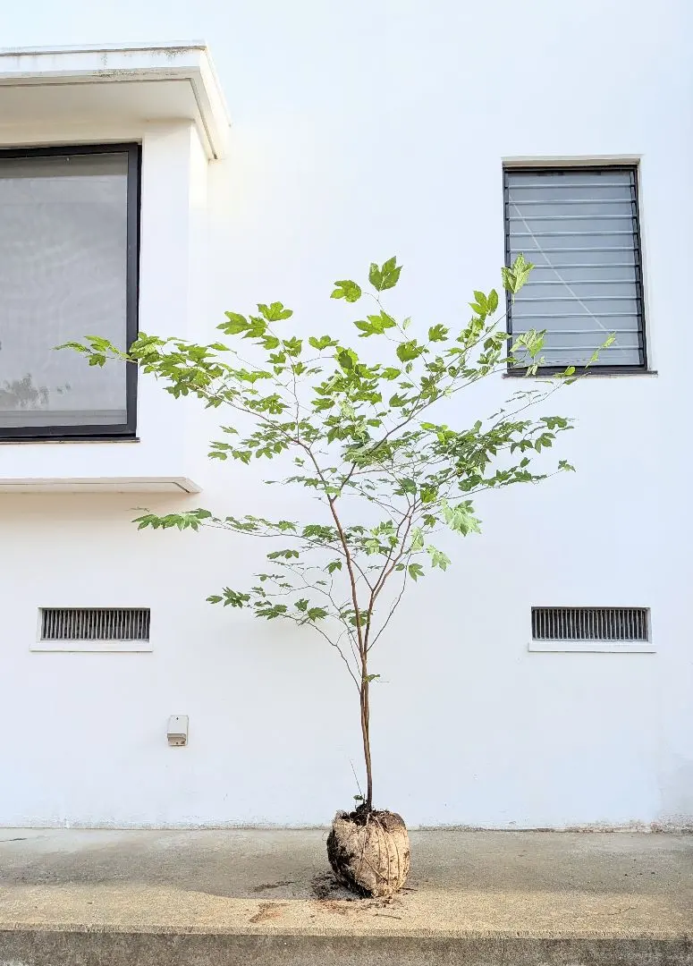 2026年最新】山採り ヤマコウバシの人気アイテム - メルカリ