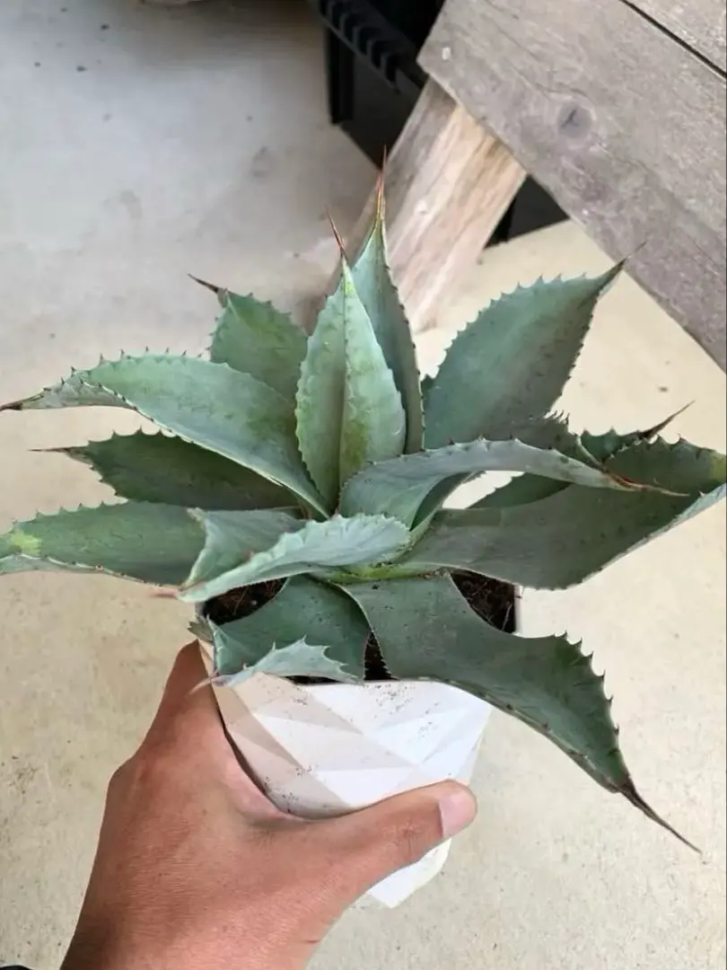 2026年最新】アガベオバティフォリアオルカの人気アイテム - メルカリ