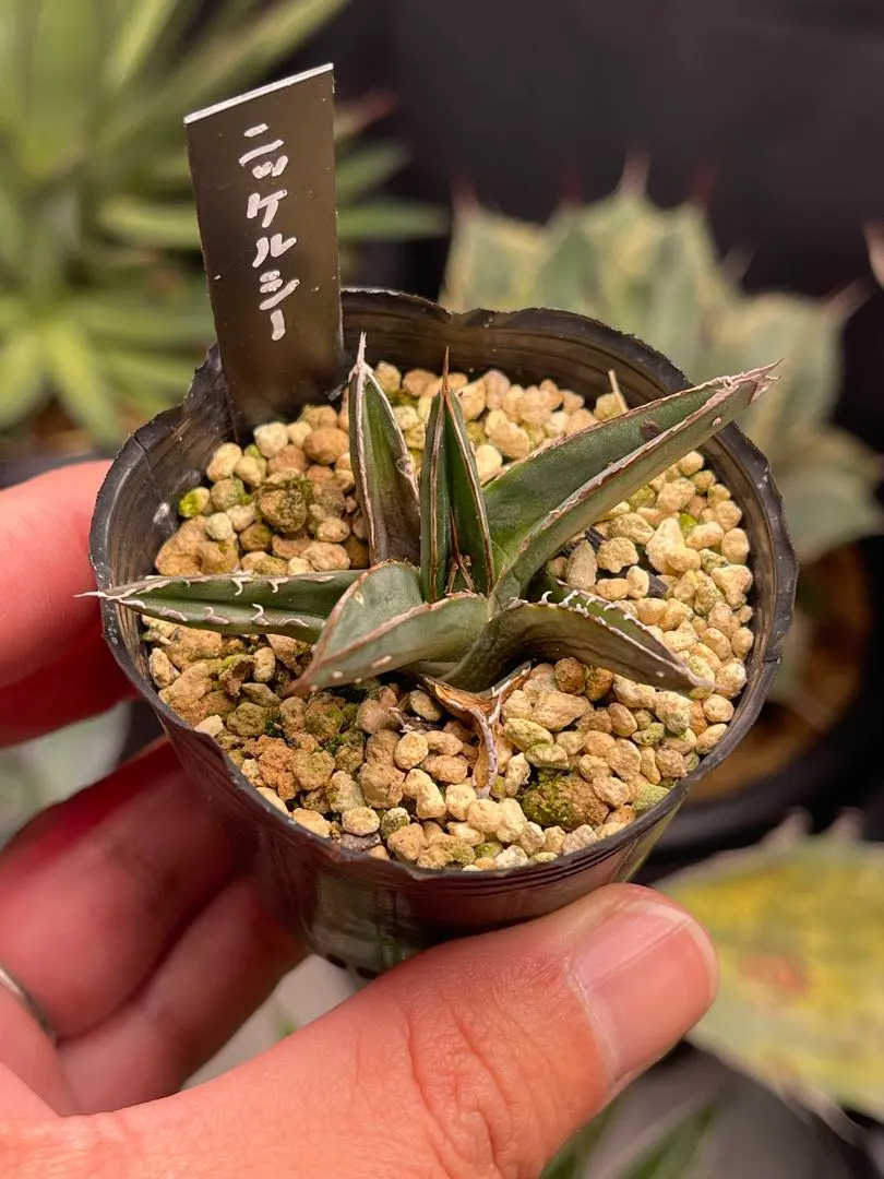 2026年最新】ニッケルシー 笹吹雪の人気アイテム - メルカリ