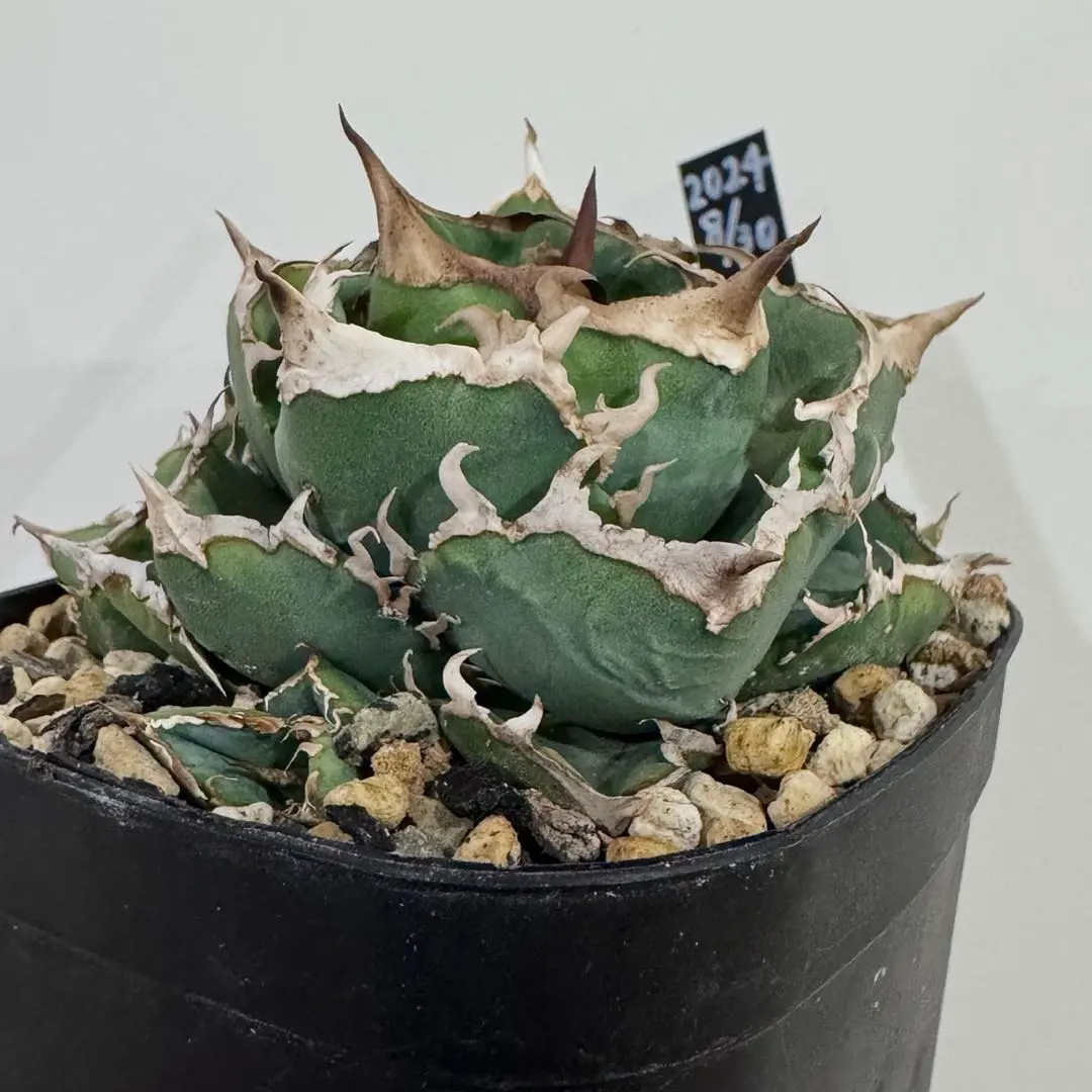 m82211063323_1.jpg?1764831096