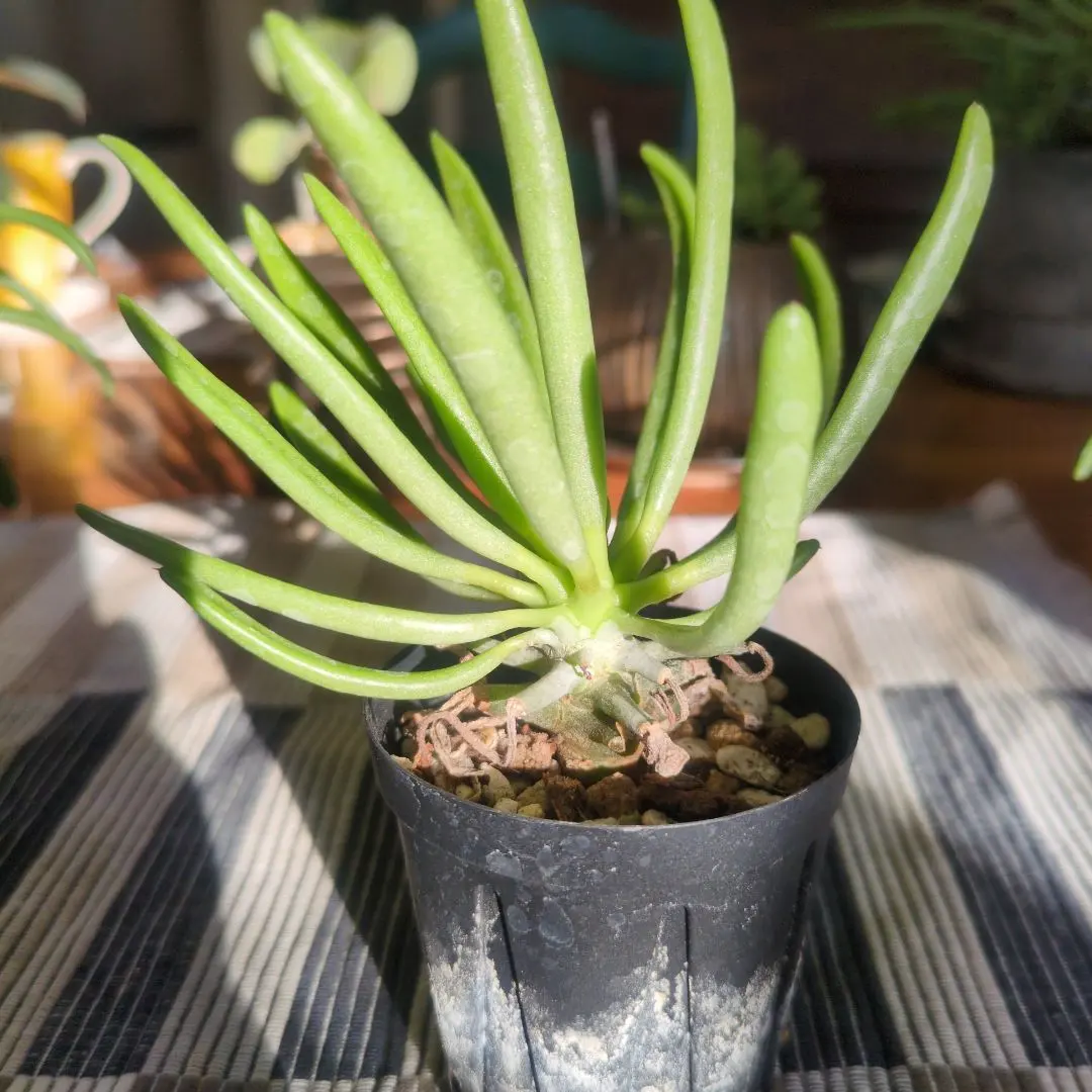 2026年最新】チレコドン ワリチーの人気アイテム - メルカリ