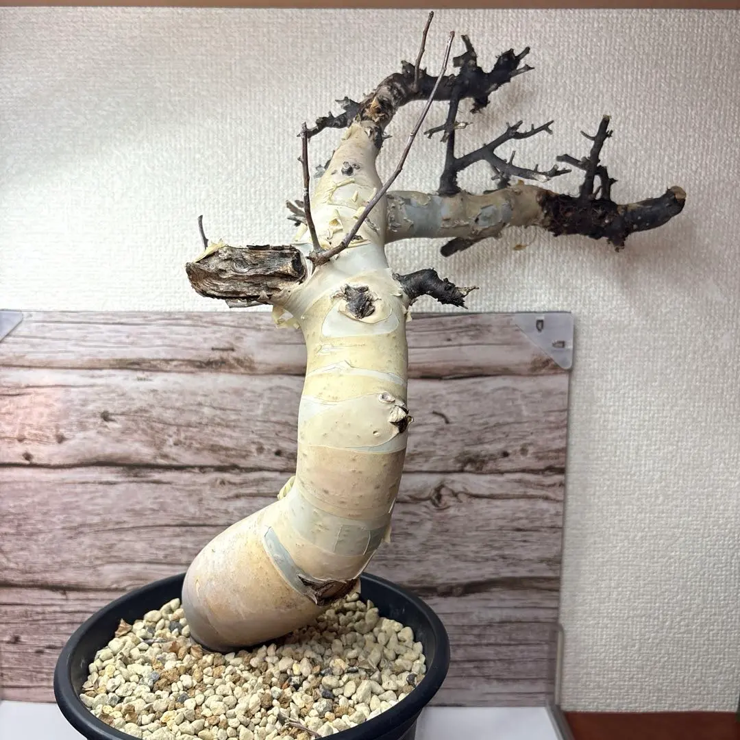 2026年最新】コミフォラ カタフ ピュアの人気アイテム - メルカリ