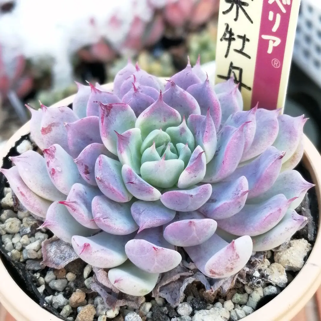 2026年最新】おらいさん苗 芍薬牡丹の人気アイテム - メルカリ