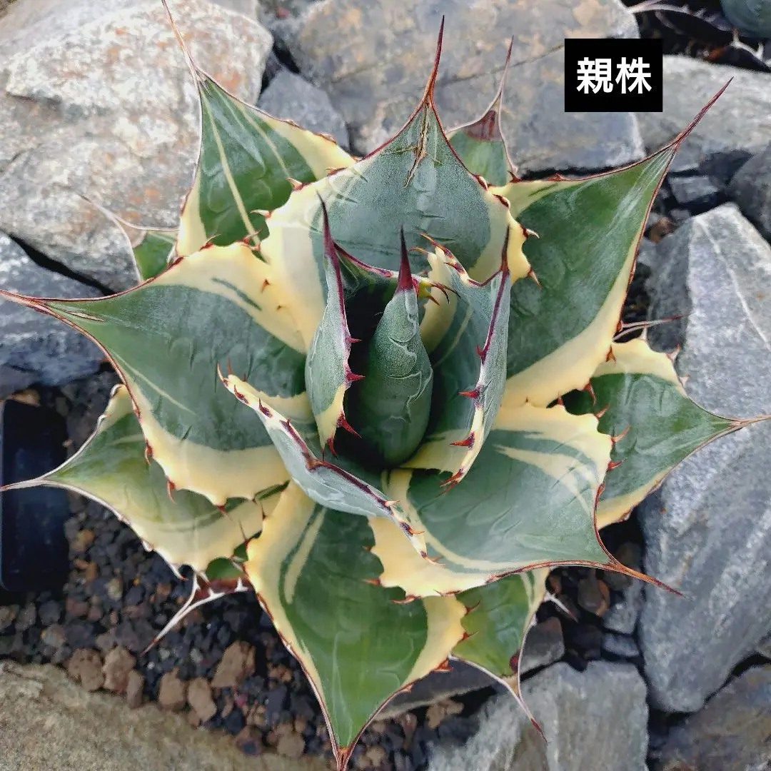 2026年最新】アガベ パラサナ インプレッショニストの人気アイテム