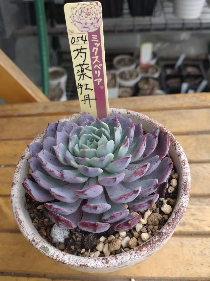 2026年最新】おらいさん苗 芍薬牡丹の人気アイテム - メルカリ