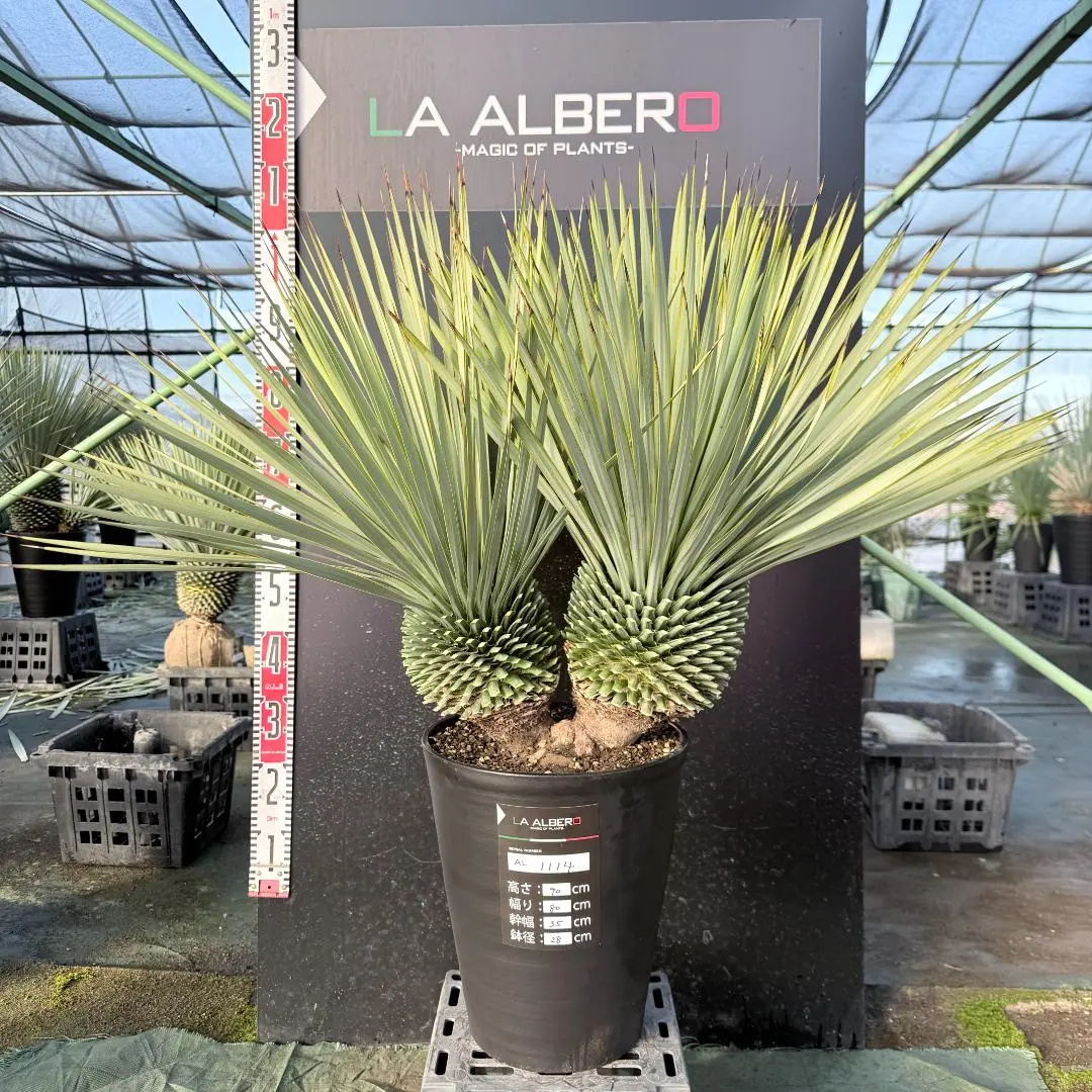 2026年最新】ユッカロストラータ ダブルヘッドの人気アイテム - メルカリ