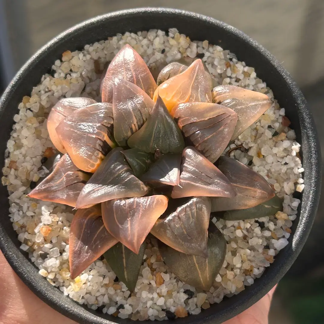 2026年最新】ハオルチア ハオルチア 酒呑童子の人気アイテム - メルカリ