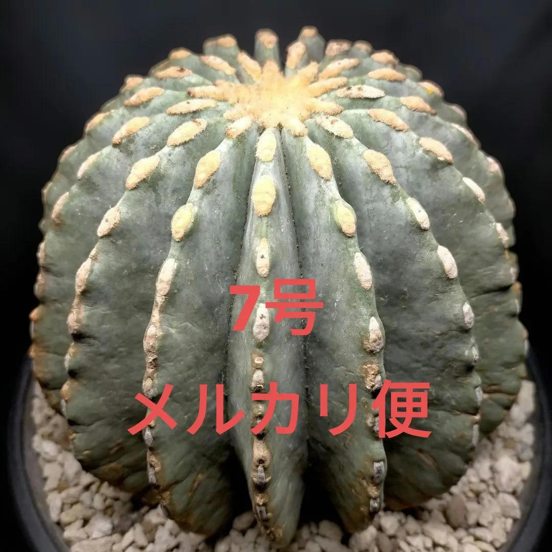 2026年最新】刺無王冠竜の人気アイテム - メルカリ