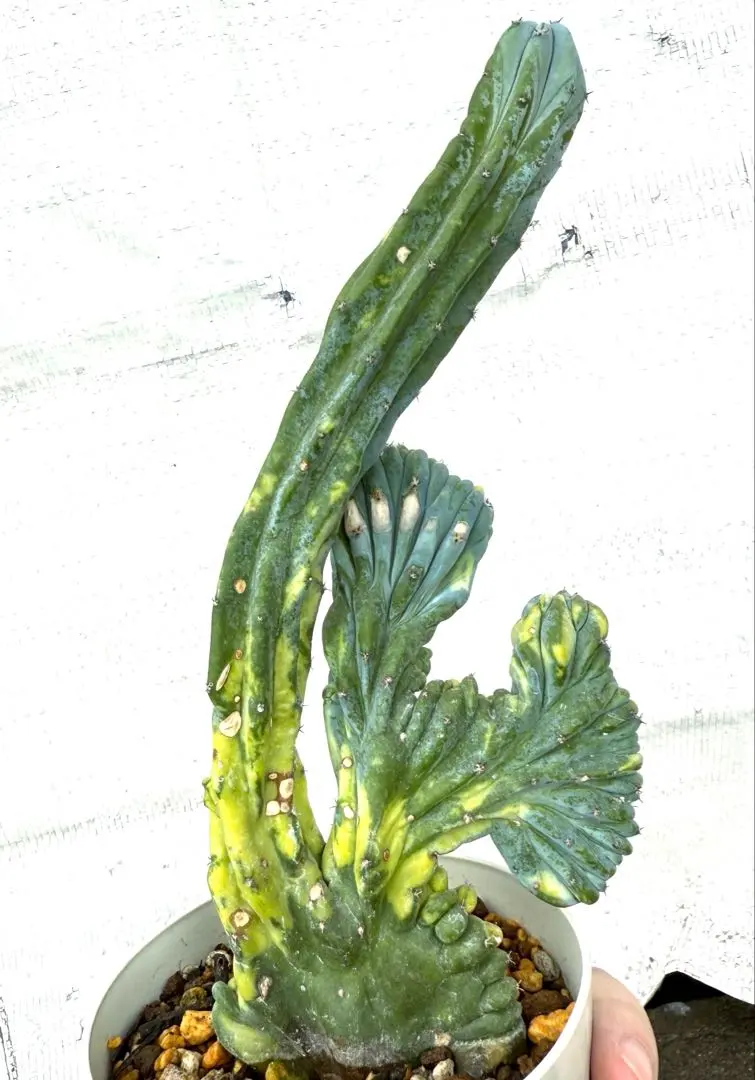 2026年最新】竜神木 綴化の人気アイテム - メルカリ