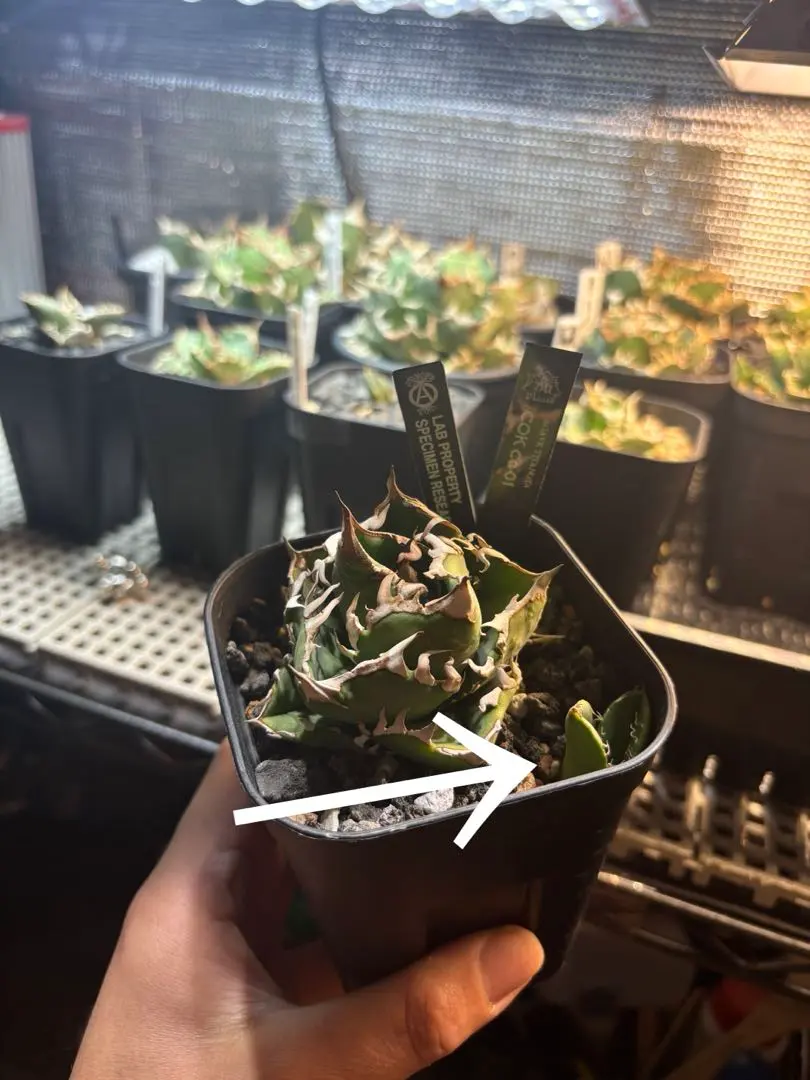 2026年最新】アリゾナアンビションの人気アイテム - メルカリ