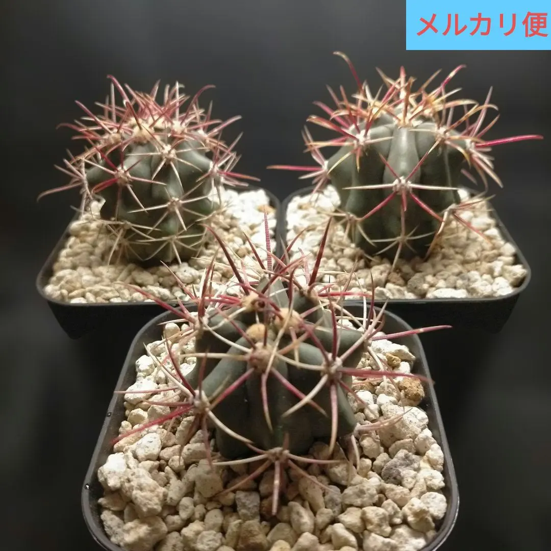 2026年最新】サボテン 神仙玉の人気アイテム - メルカリ