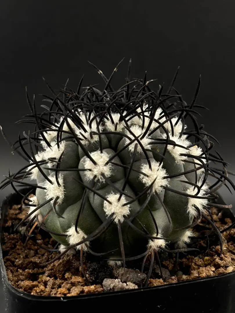 2026年最新】コピアポア 栗星玉の人気アイテム - メルカリ