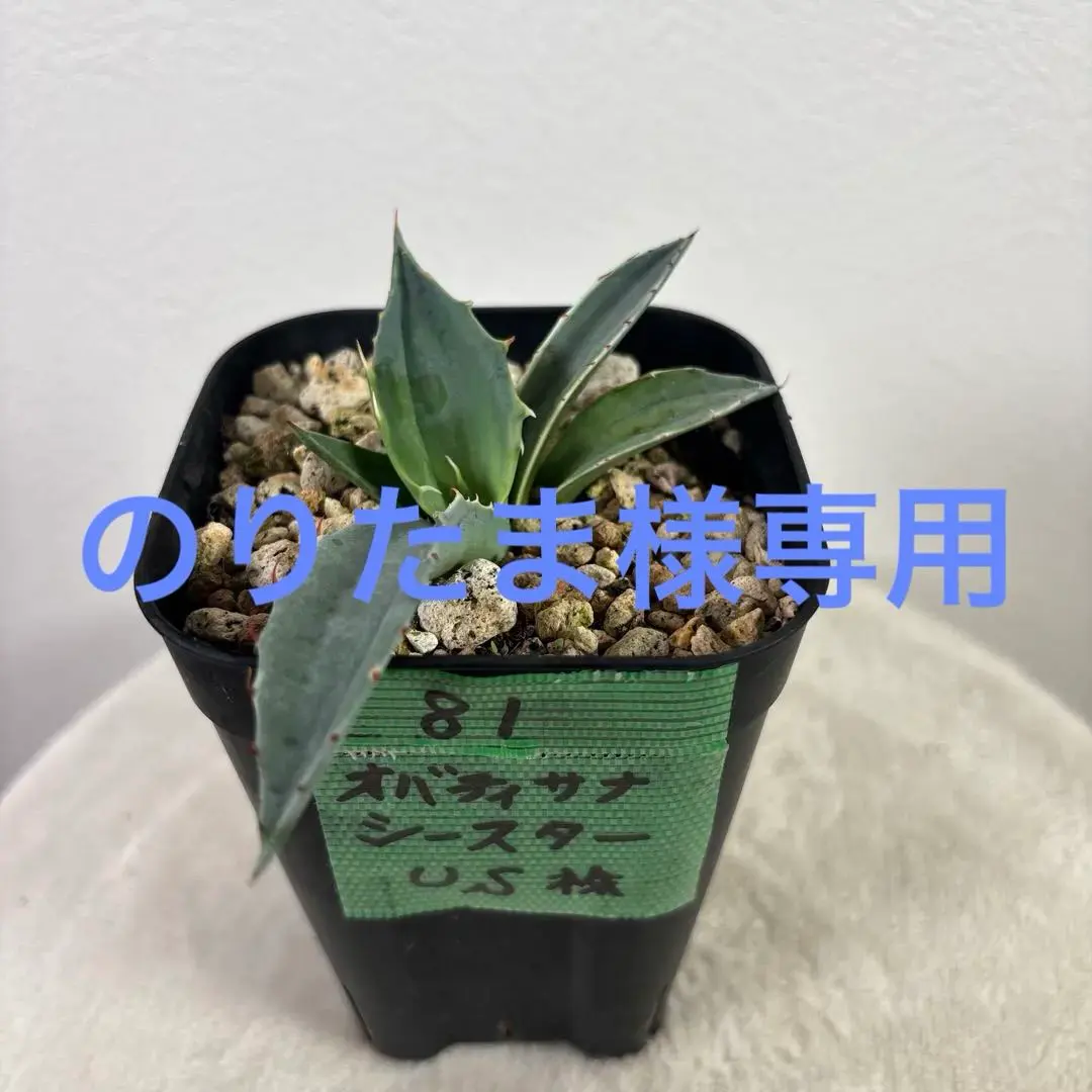 2026年最新】オバティサナの人気アイテム - メルカリ