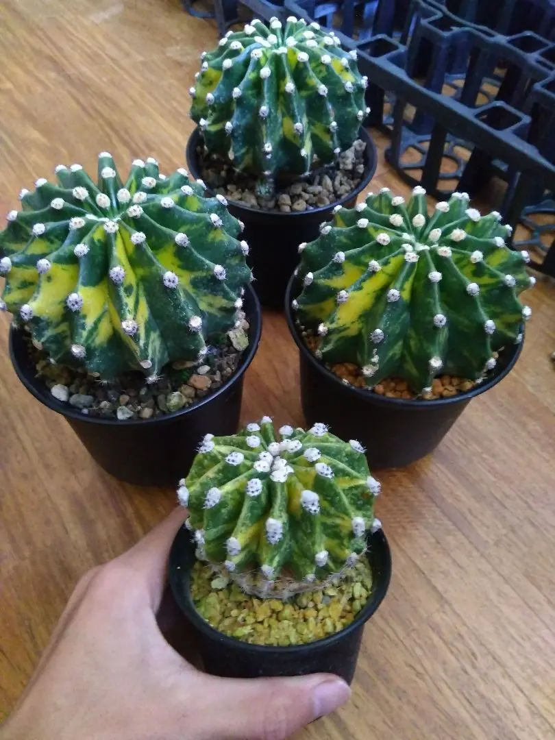 2026年最新】サボテン 世界の図の人気アイテム - メルカリ