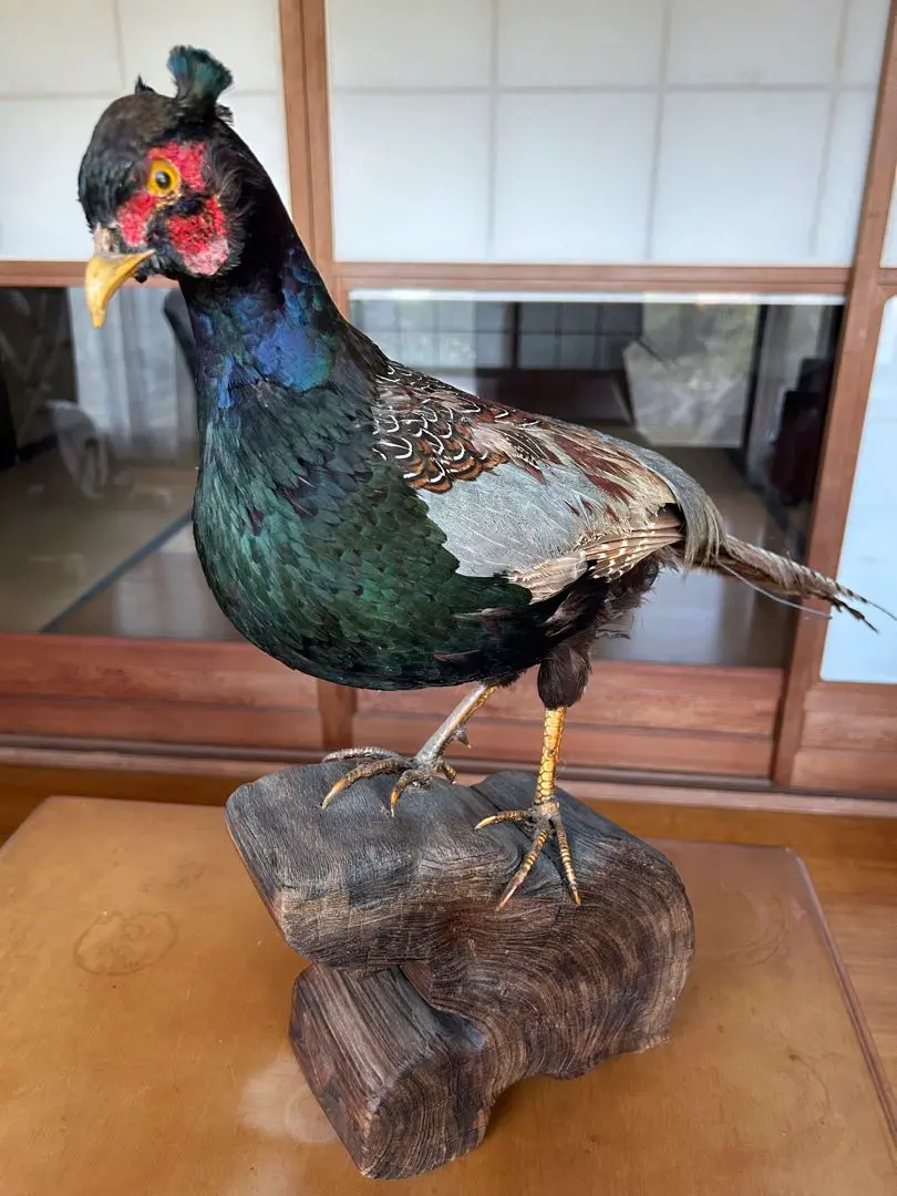 2026年最新】キジ 剥製の人気アイテム - メルカリ