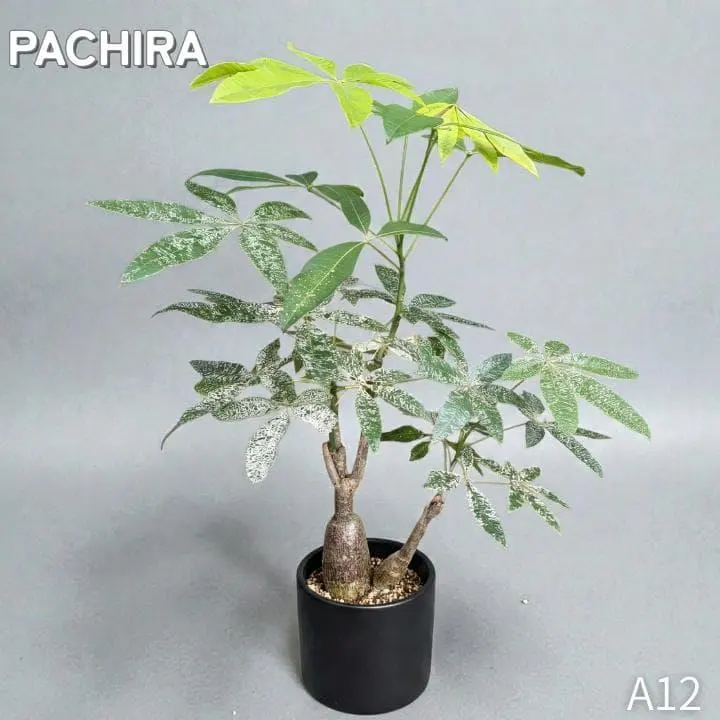 2026年最新】パキラミルキーウェイ接木の人気アイテム - メルカリ