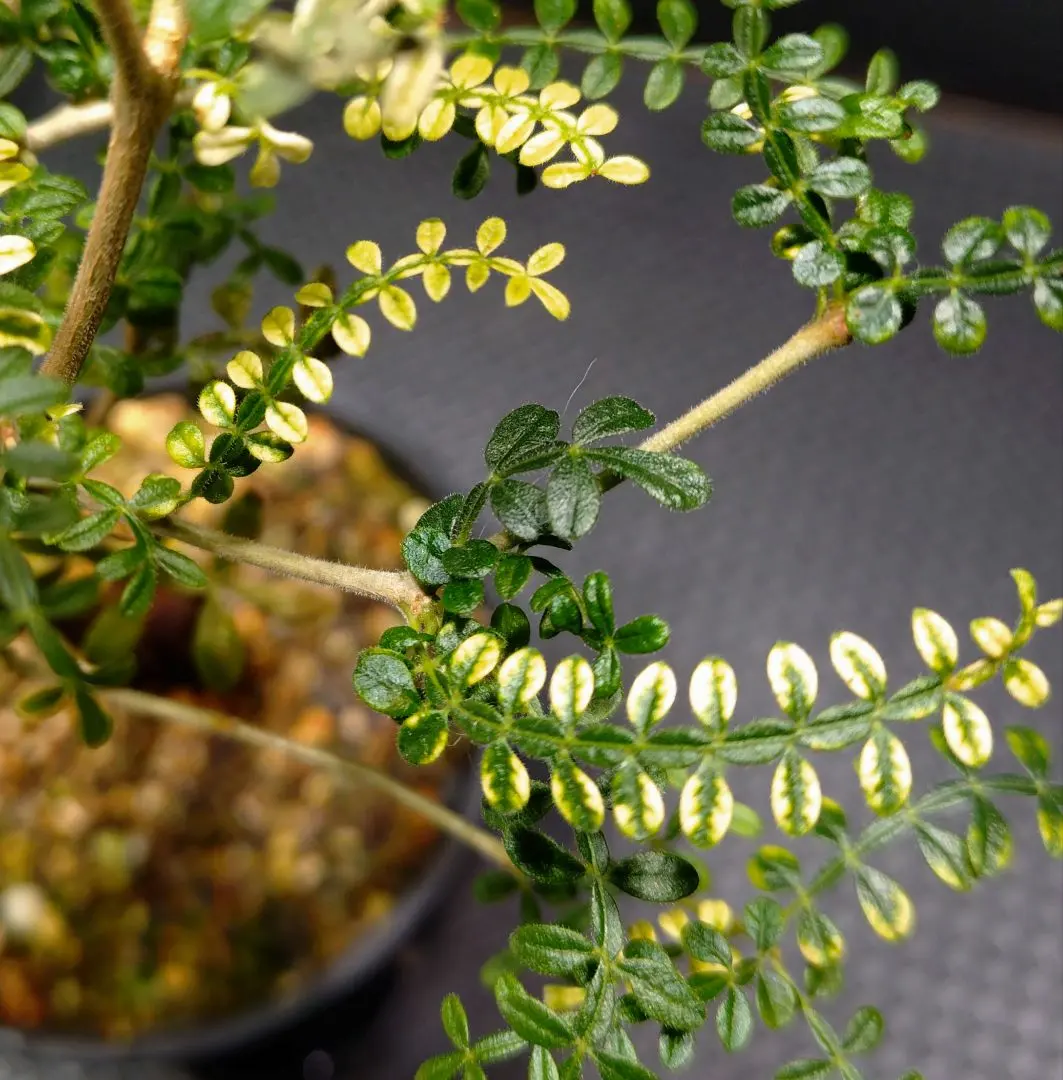 2026年最新】オペルクリカリア 斑入りの人気アイテム - メルカリ