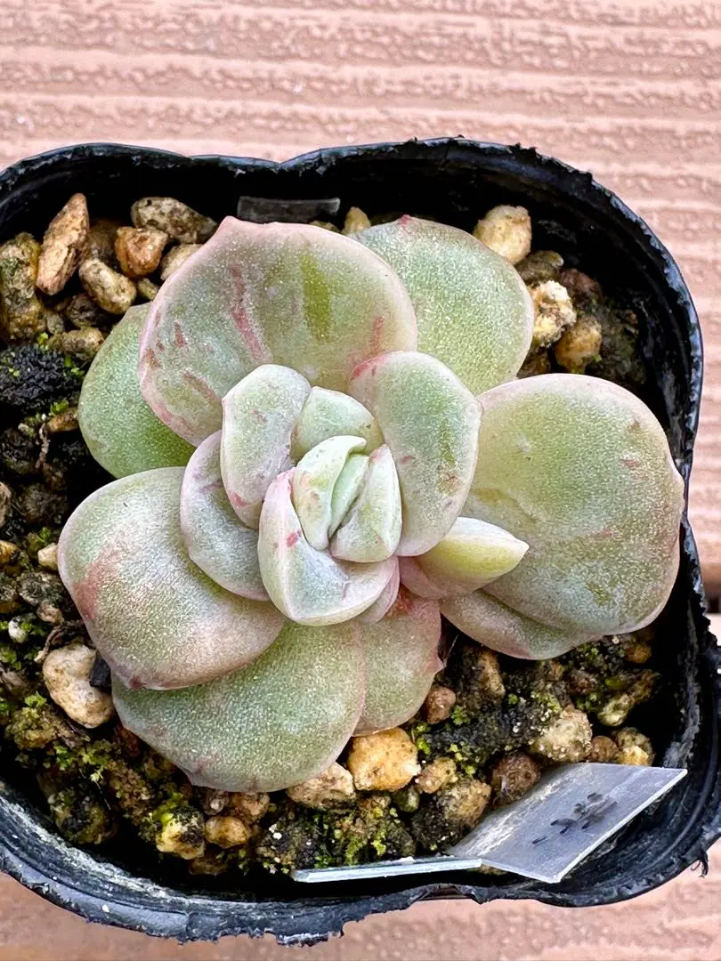 2026年最新】ラブリーローズ錦 赤斑の人気アイテム - メルカリ